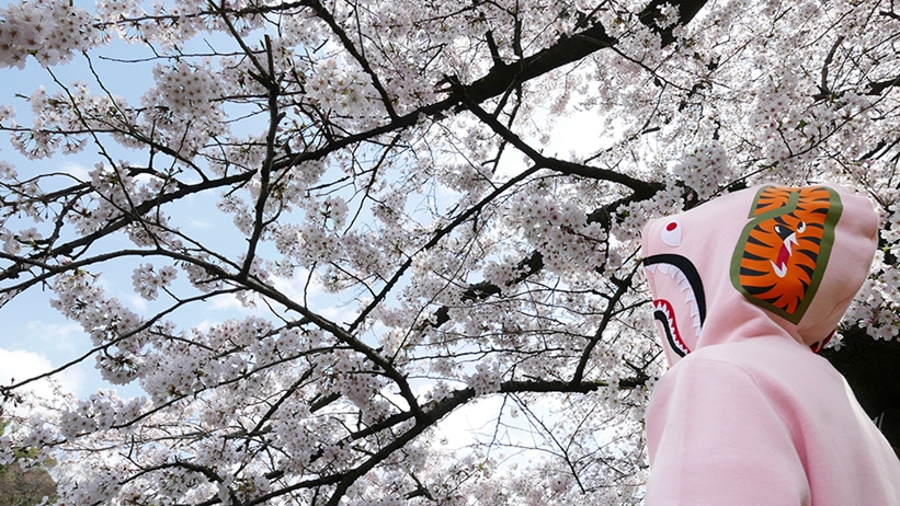 A BATHING APE から舞い散る桜の花びらに毛筆で書かれたようなフォントロゴを採用した「SAKURA COLLECTION」が発売 (ア ベイシング エイプ)