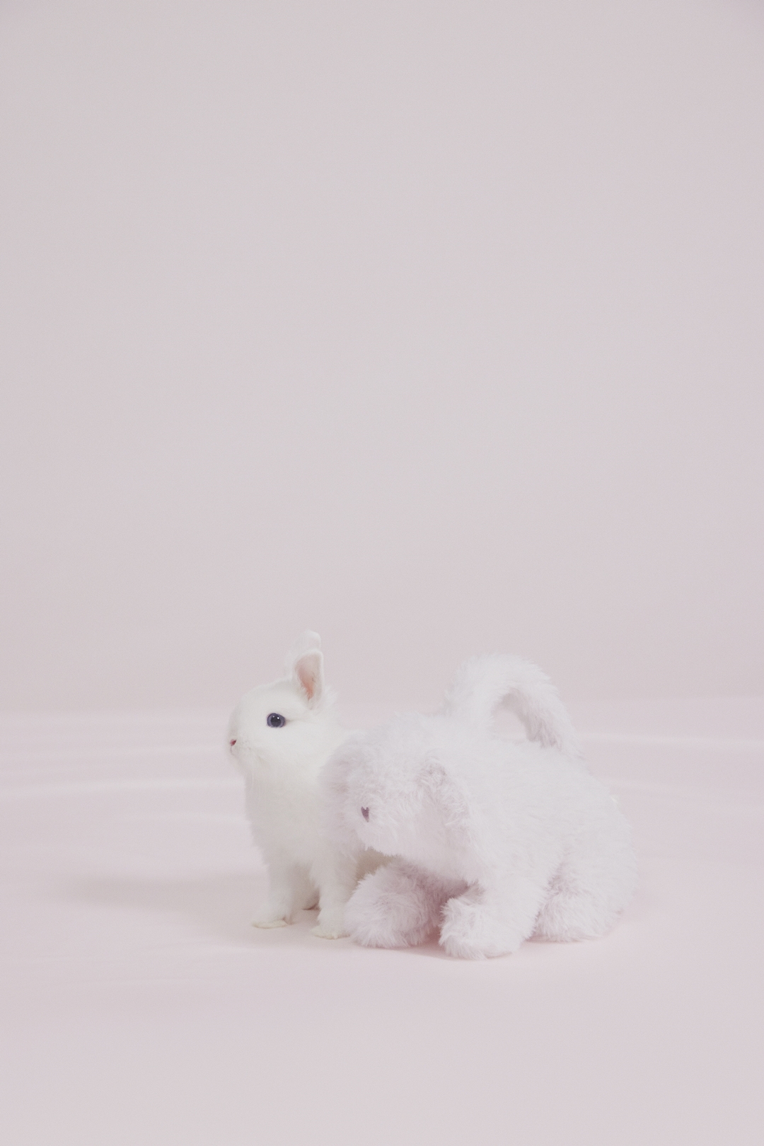 バニーがテーマのハロウィンコレクション「Bunny Collection」が「gelato pique/ジェラート ピケ」から10/4 発売 (Halloween)