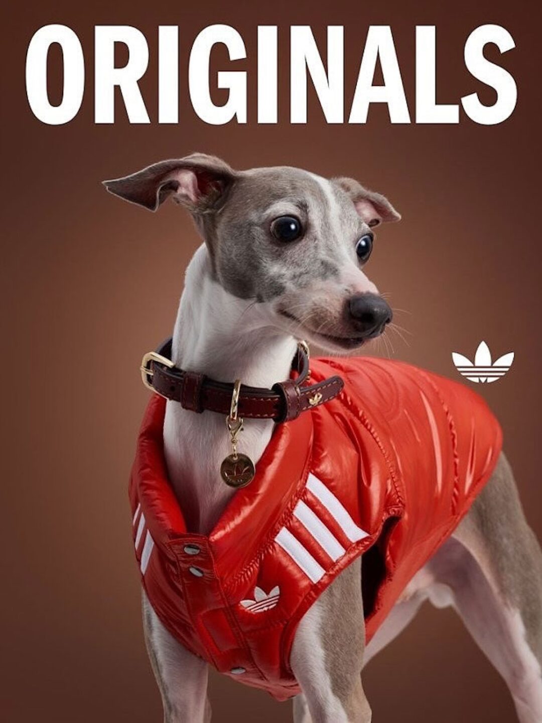 adidas Originals “Pet Collection 2025 FALL”が海外で発売 (アディダス オリジナルス “ペットコレクション 2025 秋/フォール”)