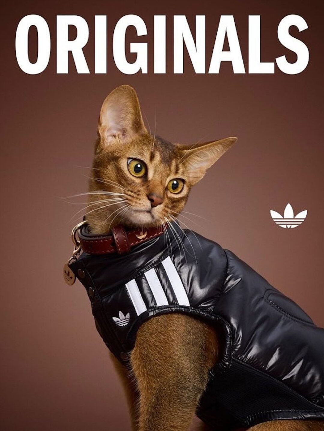 adidas Originals “Pet Collection 2025 FALL”が海外で発売 (アディダス オリジナルス “ペットコレクション 2025 秋/フォール”)