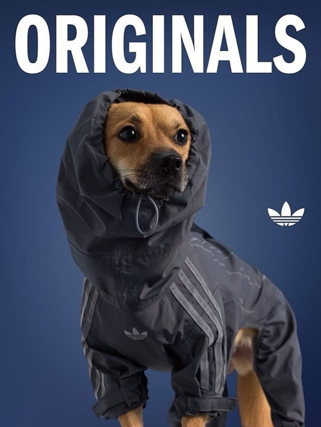 adidas Originals “Pet Collection 2025 FALL”が海外で発売 (アディダス オリジナルス “ペットコレクション 2025 秋/フォール”)
