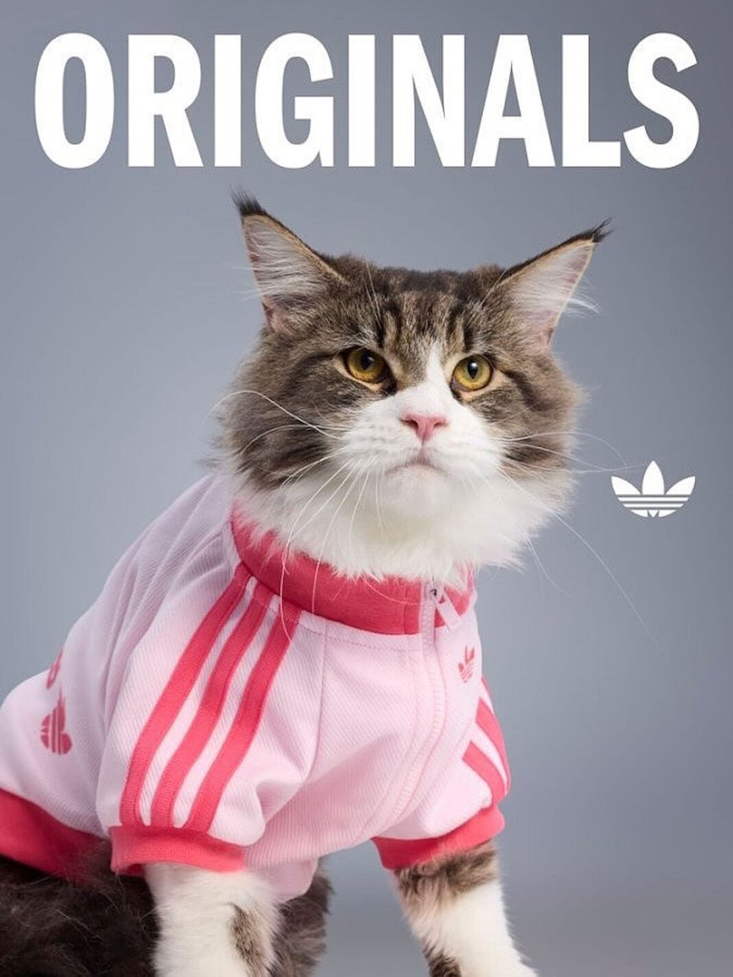 adidas Originals “Pet Collection 2025 FALL”が海外で発売 (アディダス オリジナルス “ペットコレクション 2025 秋/フォール”)