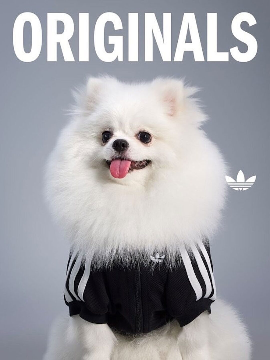 adidas Originals “Pet Collection 2025 FALL”が海外で発売 (アディダス オリジナルス “ペットコレクション 2025 秋/フォール”)