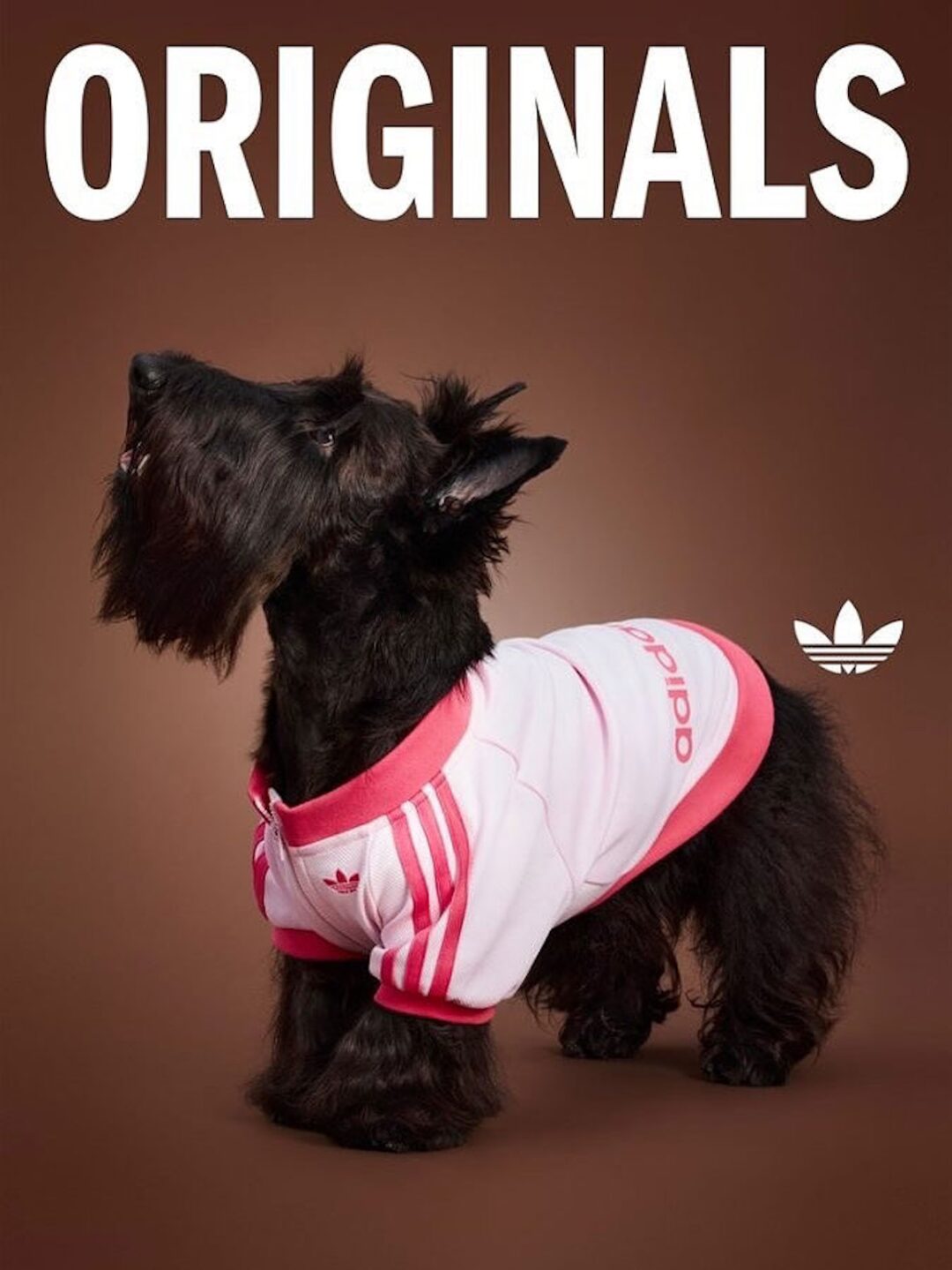 adidas Originals “Pet Collection 2025 FALL”が海外で発売 (アディダス オリジナルス “ペットコレクション 2025 秋/フォール”)