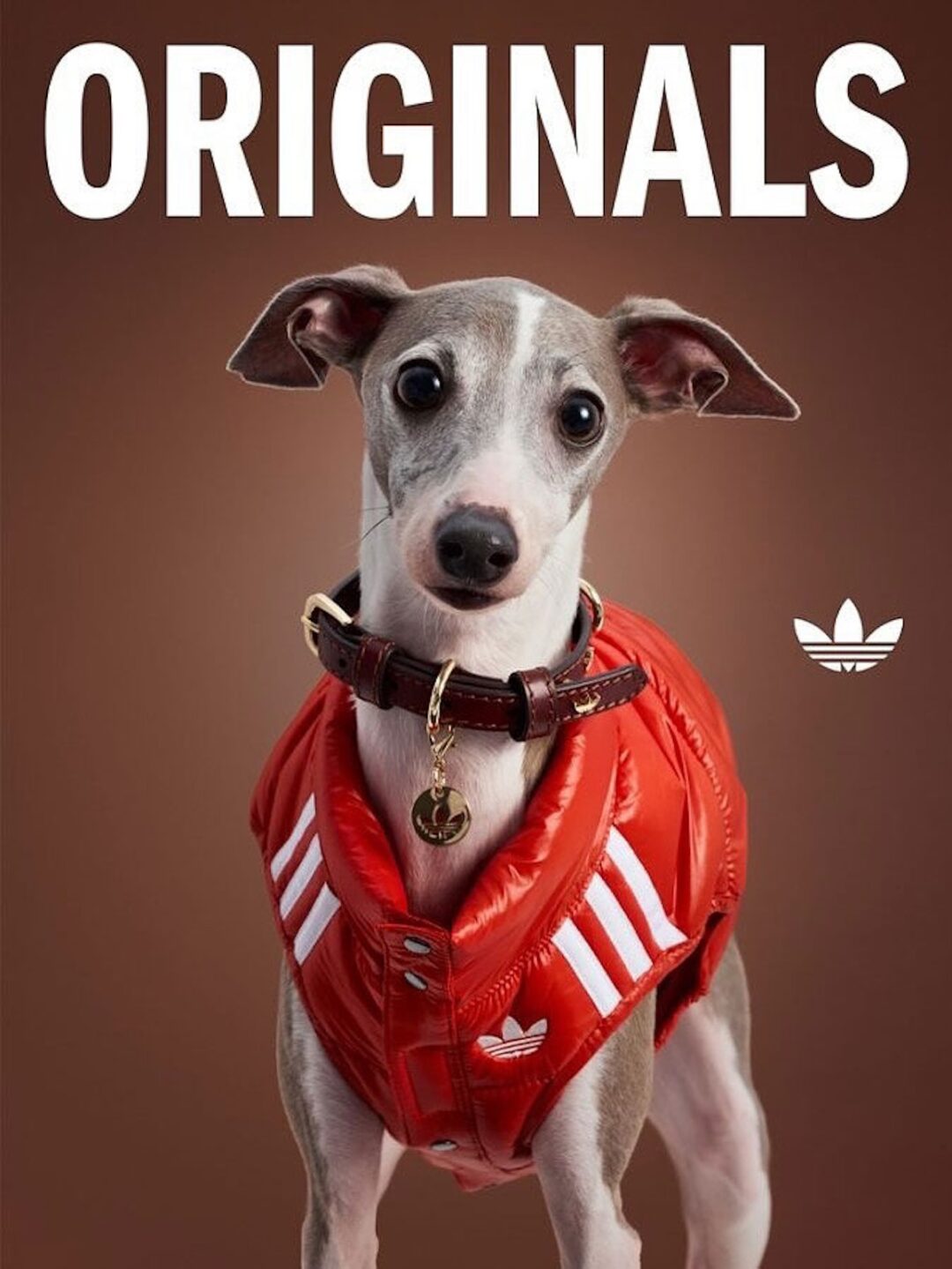 adidas Originals “Pet Collection 2025 FALL”が海外で発売 (アディダス オリジナルス “ペットコレクション 2025 秋/フォール”)