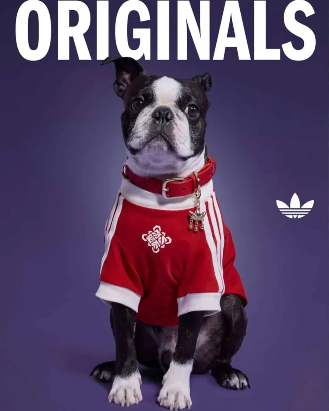 adidas Originals “Pet Collection 2026 New Year”が海外発売予定 (アディダス オリジナルス “ペットコレクション 2026年”)