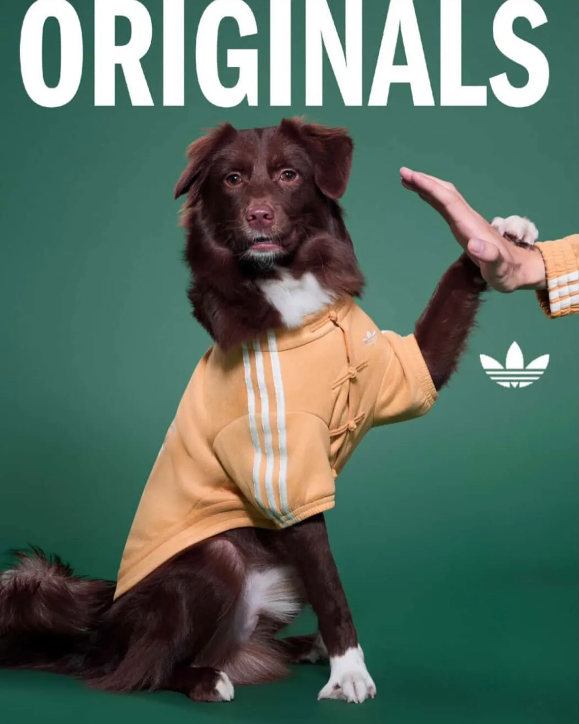 adidas Originals “Pet Collection 2026 New Year”が海外発売予定 (アディダス オリジナルス “ペットコレクション 2026年”)