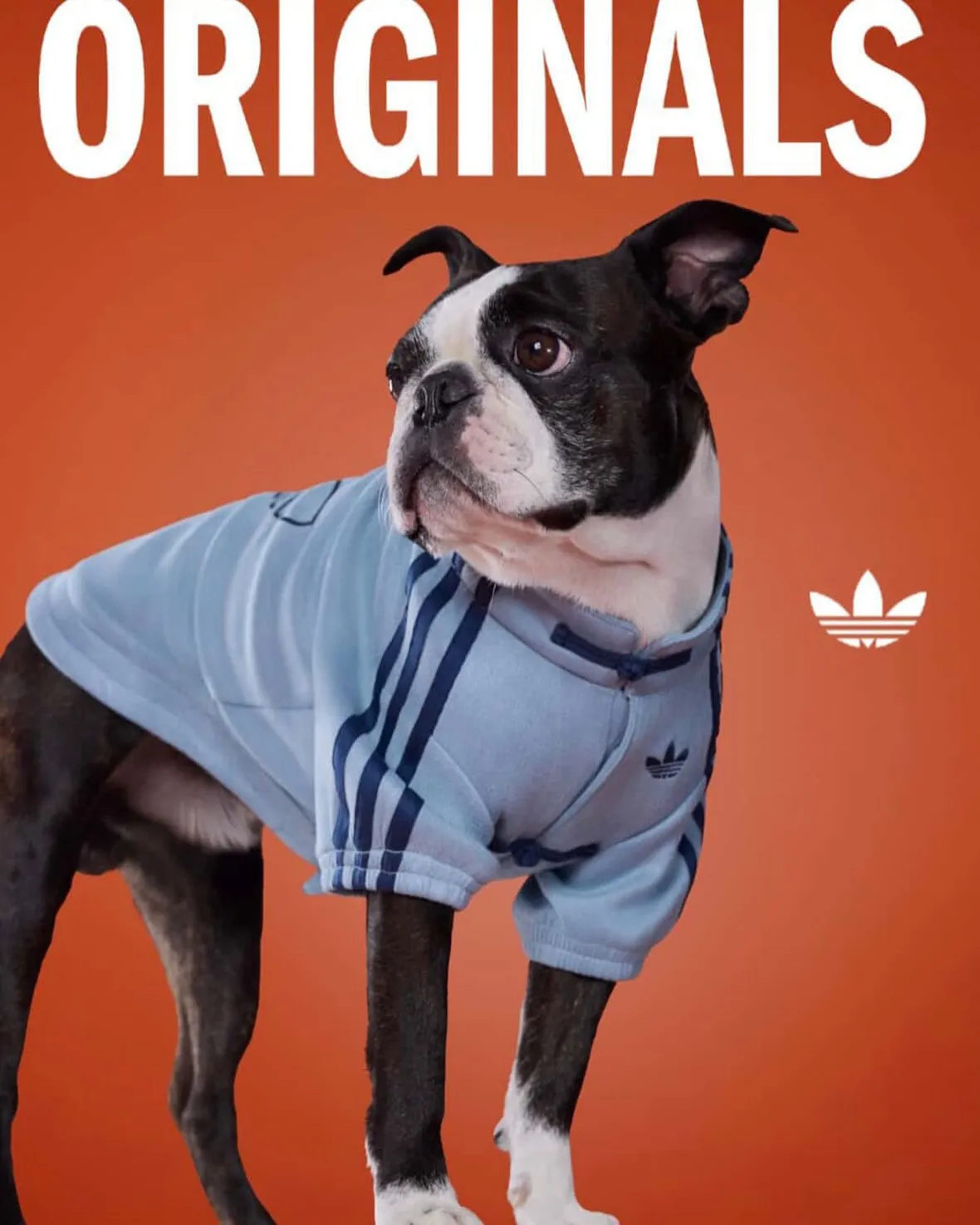 adidas Originals “Pet Collection 2026 New Year”が海外発売予定 (アディダス オリジナルス “ペットコレクション 2026年”)