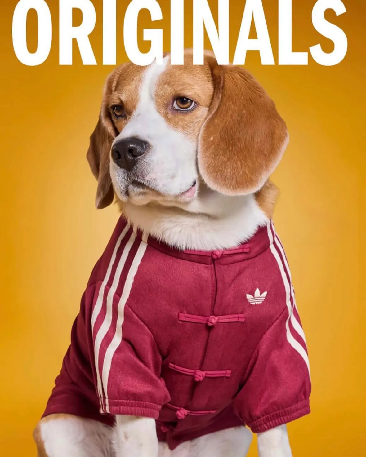 adidas Originals “Pet Collection 2026 New Year”が海外発売予定 (アディダス オリジナルス “ペットコレクション 2026年”)