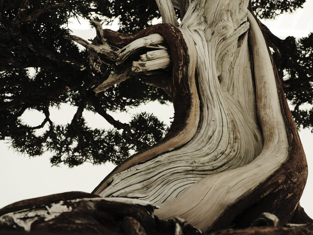 WILDSIDE YOHJI YAMAMOTO × TRADMAN’S BONSAI 2026 SS コラボコレクションが3/5 発売 (ヨウジヤマモト トラッドマンズボンサイ)