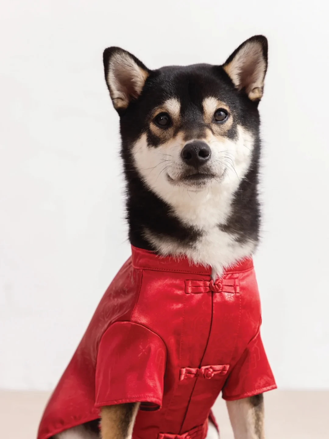 CLOT “Pet Collection 2026 SPRING”が海外発売 (クロット “ペットコレクション 2026年 春/スプリング”)