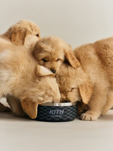 【Kith for wagwear】MONDAY PROGRAMが2026年 4/27 発売 (キス ワグウェア)