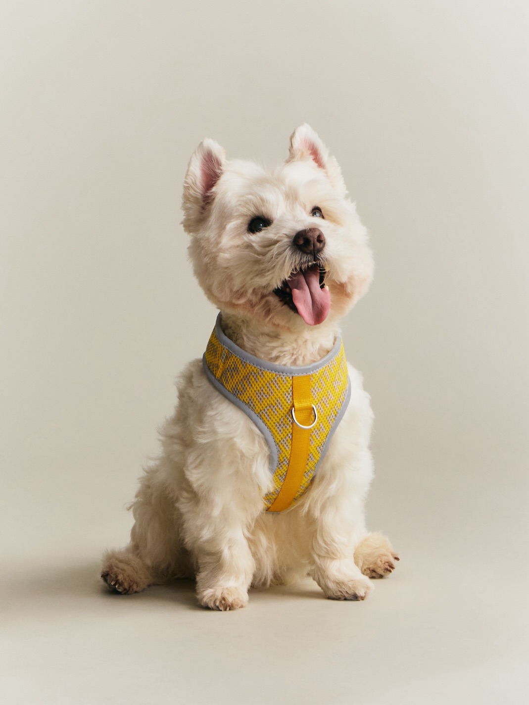 【Kith for wagwear】MONDAY PROGRAMが2026年 4/27 発売 (キス ワグウェア)