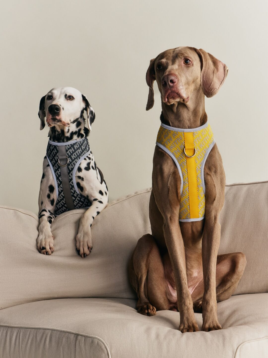 【Kith for wagwear】MONDAY PROGRAMが2026年 4/27 発売 (キス ワグウェア)