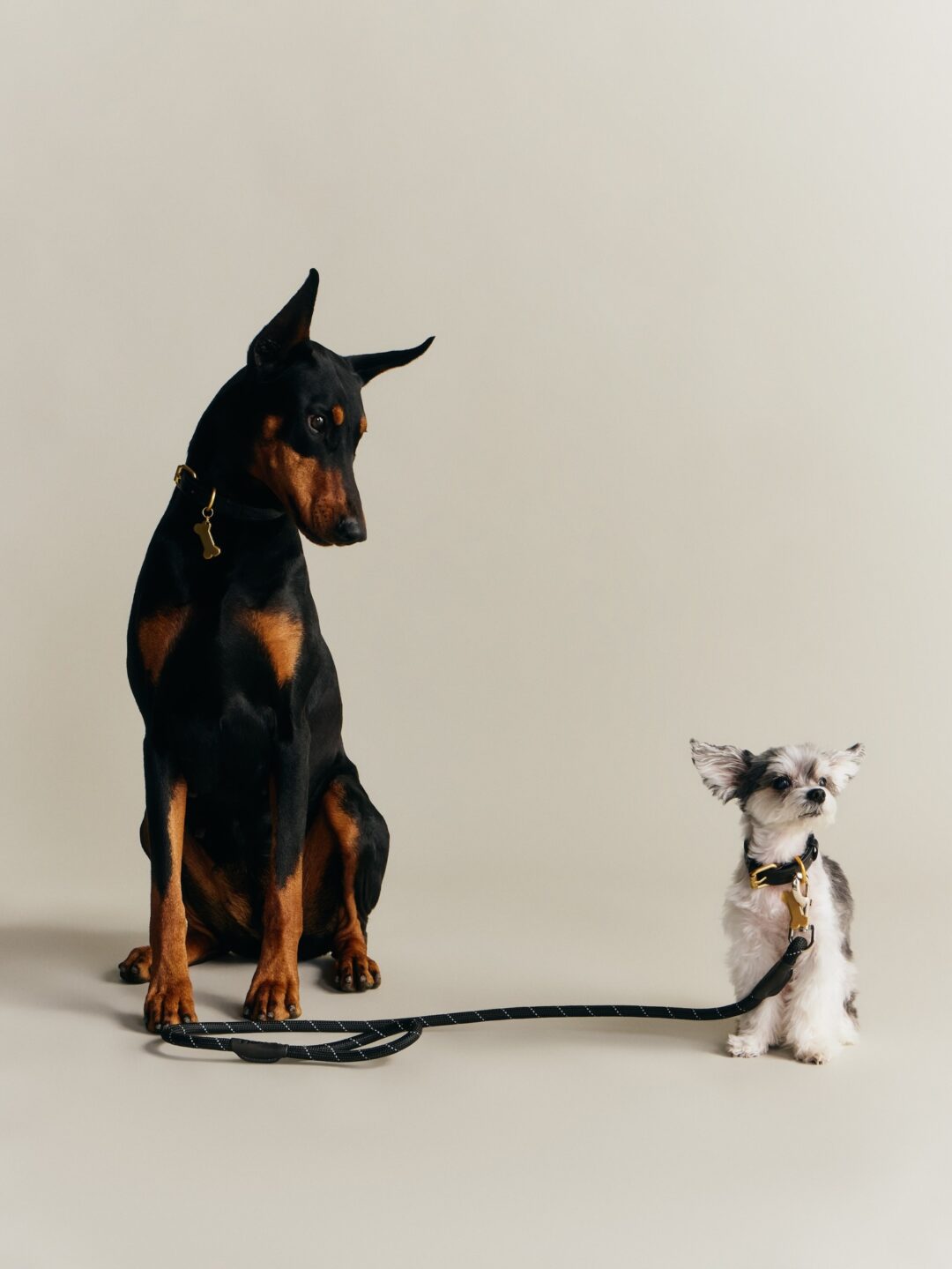 【Kith for wagwear】MONDAY PROGRAMが2026年 4/27 発売 (キス ワグウェア)