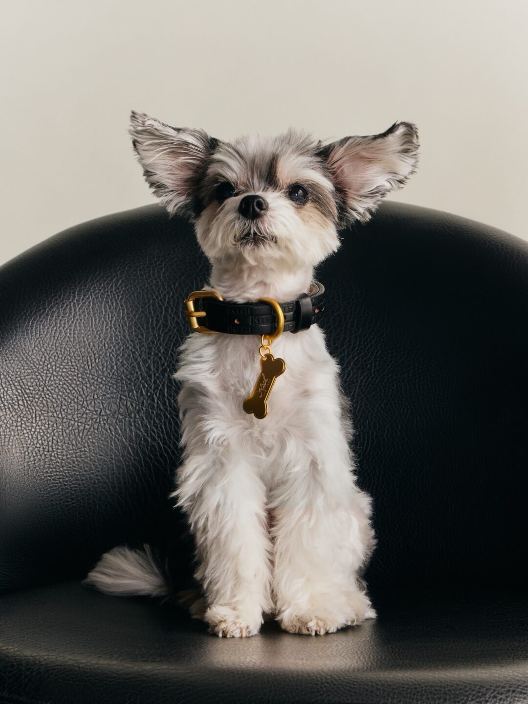 【Kith for wagwear】MONDAY PROGRAMが2026年 4/27 発売 (キス ワグウェア)