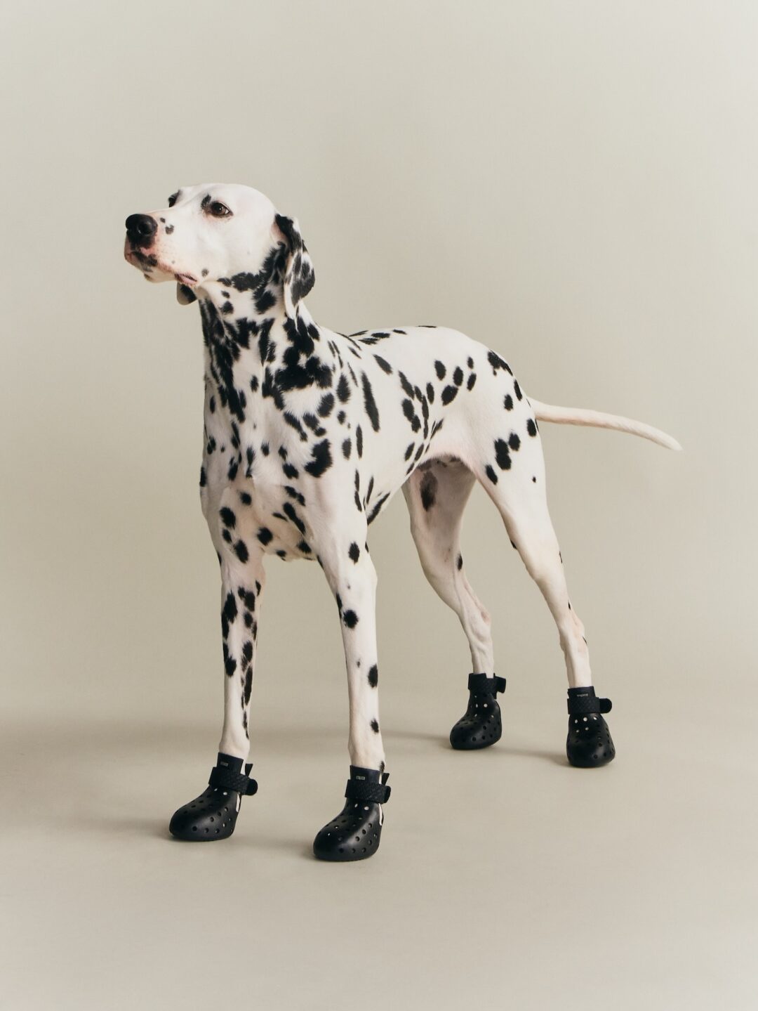 【Kith for wagwear】MONDAY PROGRAMが2026年 4/27 発売 (キス ワグウェア)