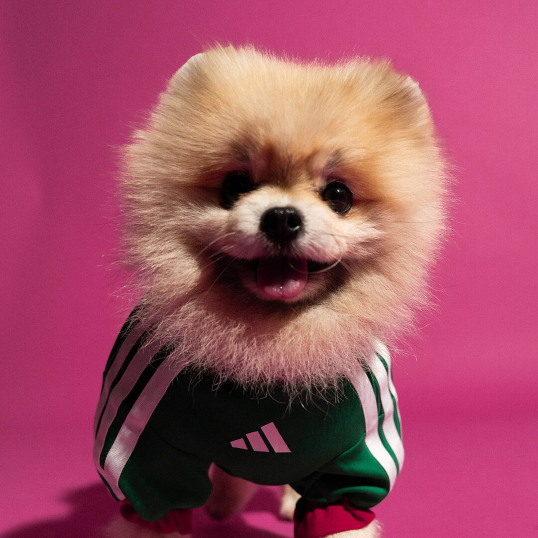 adidas Originals “Dog Soccer Jerseys 2026 FIFA World Cup”が2026年 5/1 発売 (アディダス オリジナルス “ドッグ サッカー ジャージ ワールドカップ”) [KY5155]