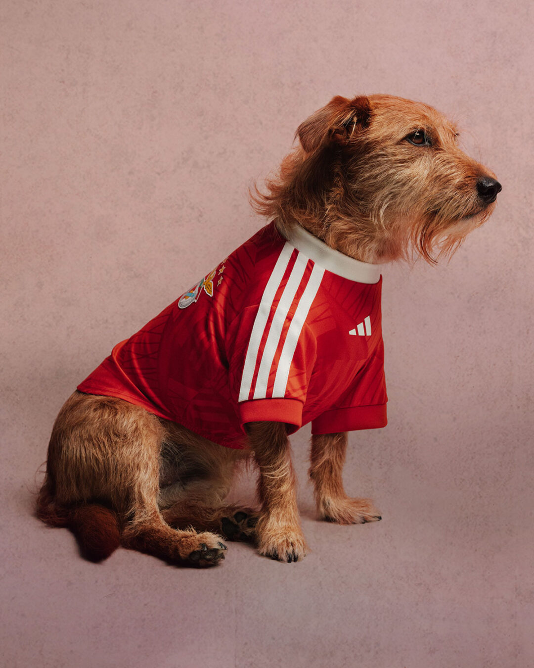 adidas Originals “Pet Soccer Club Football 26/27 Jerseys”が2026年 8月 発売 (アディダス オリジナルス “ペット サッカー クラブ フットボール ジャージ”)