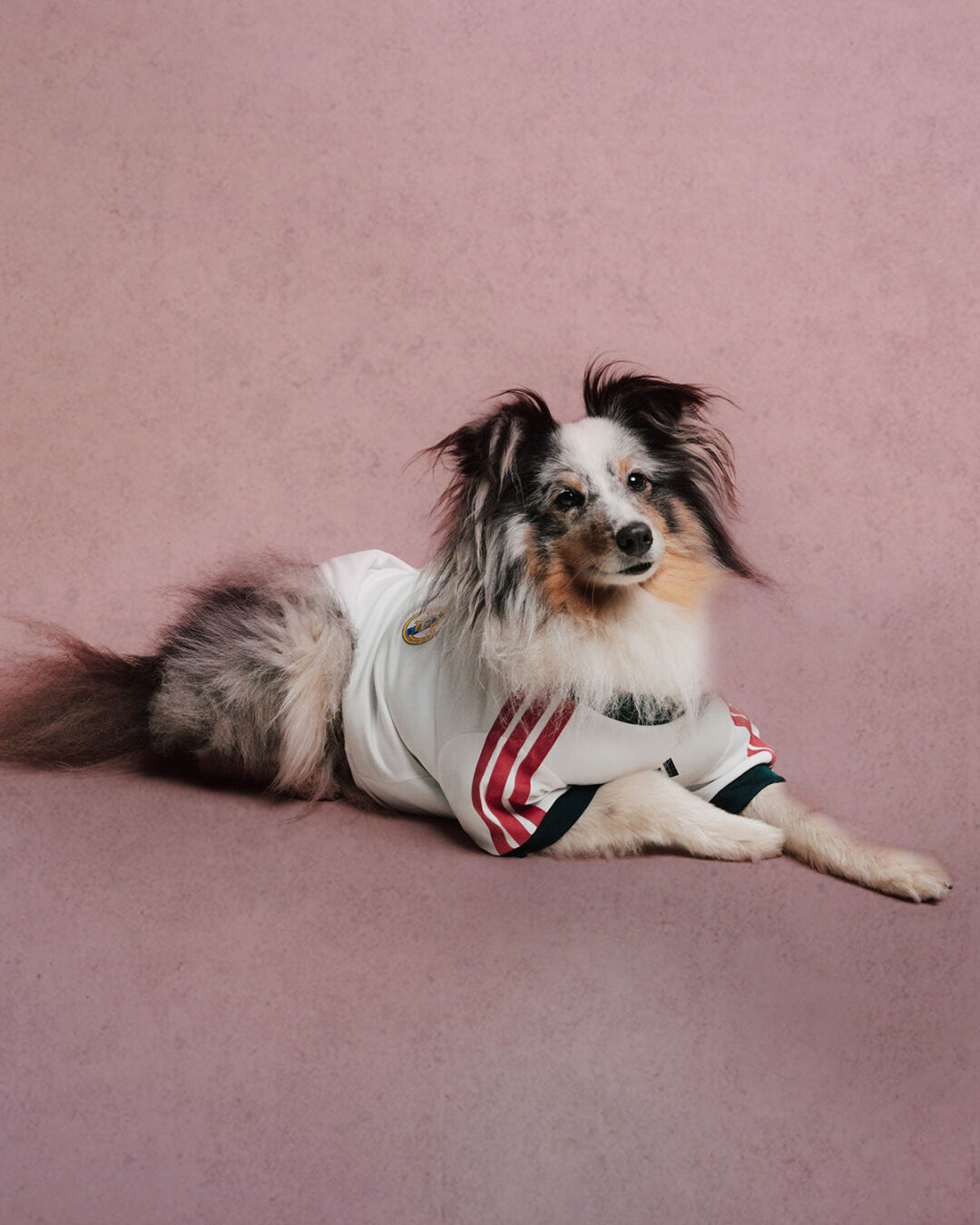 adidas Originals “Pet Soccer Club Football 26/27 Jerseys”が2026年 8月 発売 (アディダス オリジナルス “ペット サッカー クラブ フットボール ジャージ”)