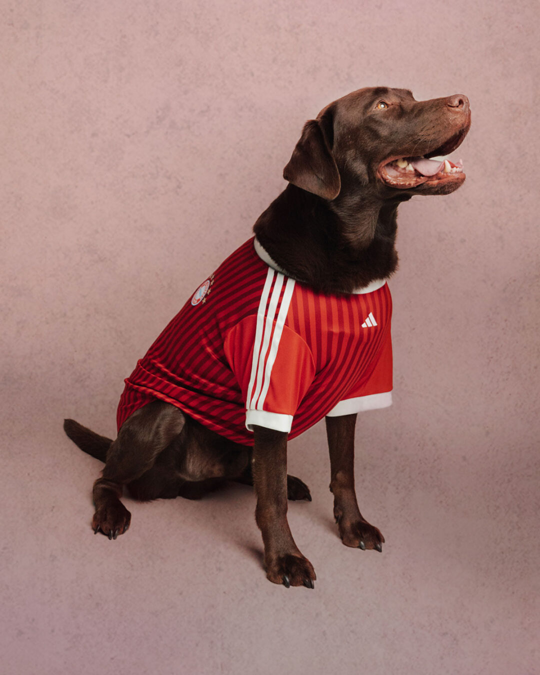 adidas Originals “Pet Soccer Club Football 26/27 Jerseys”が2026年 8月 発売 (アディダス オリジナルス “ペット サッカー クラブ フットボール ジャージ”)