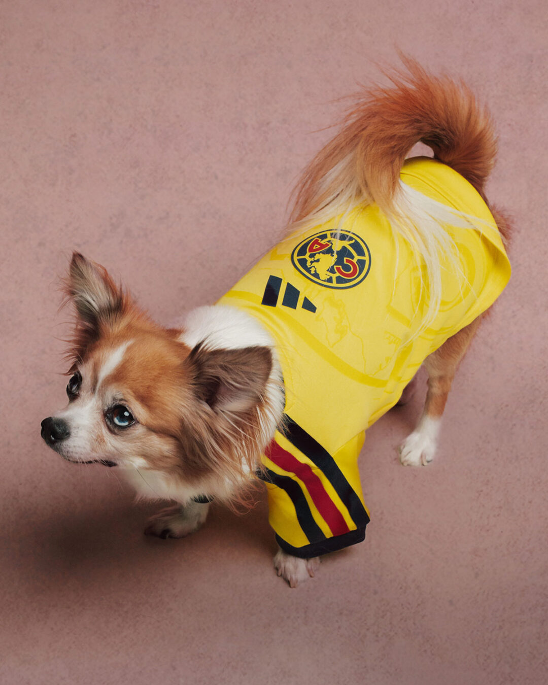 adidas Originals “Pet Soccer Club Football 26/27 Jerseys”が2026年 8月 発売 (アディダス オリジナルス “ペット サッカー クラブ フットボール ジャージ”)