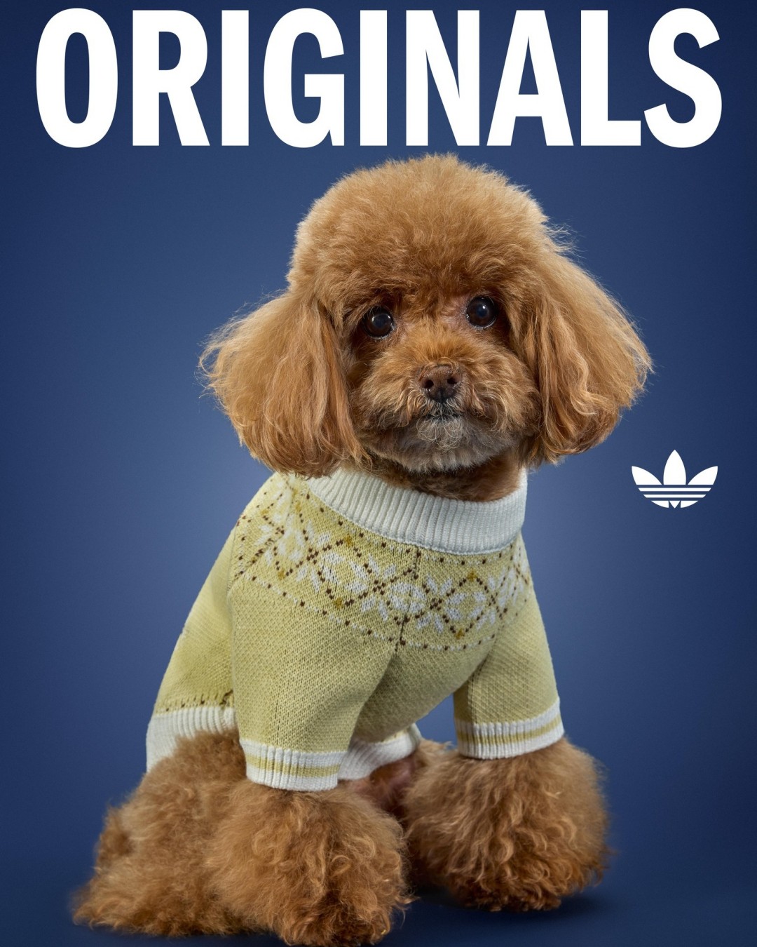 adidas Originals “Pet Collection 2026 WINTER”が海外発売 (アディダス オリジナルス “ペットコレクション 2026 冬/ウィンター”)