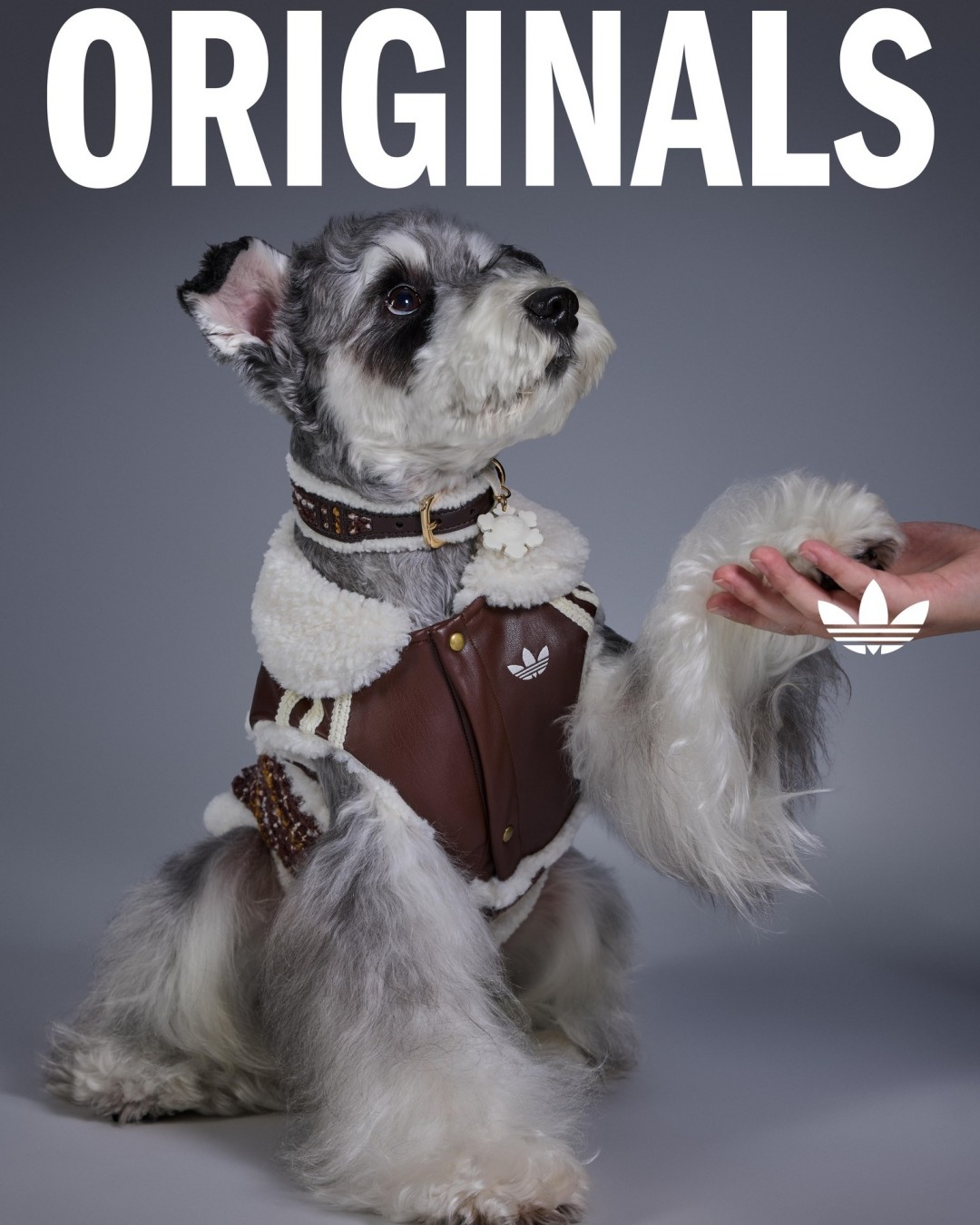 adidas Originals “Pet Collection 2026 WINTER”が海外発売 (アディダス オリジナルス “ペットコレクション 2026 冬/ウィンター”)