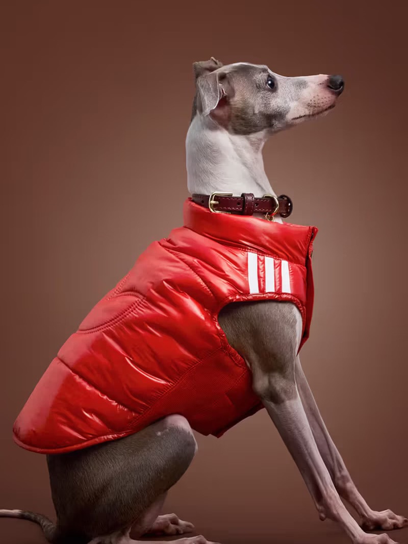 adidas Originals “Pet Collection 2026 WINTER”が海外発売 (アディダス オリジナルス “ペットコレクション 2026 冬/ウィンター”)