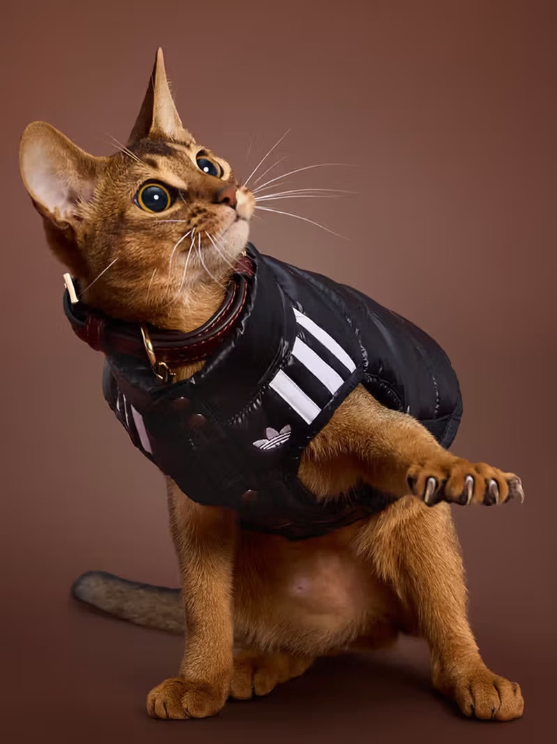 adidas Originals “Pet Collection 2026 WINTER”が海外発売 (アディダス オリジナルス “ペットコレクション 2026 冬/ウィンター”)