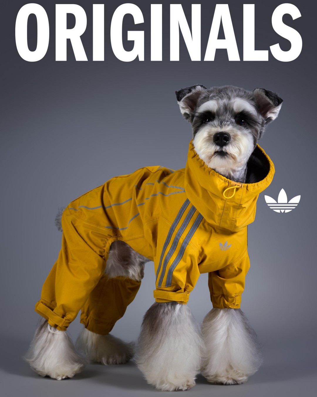 adidas Originals “Pet Collection 2026 WINTER”が海外発売 (アディダス オリジナルス “ペットコレクション 2026 冬/ウィンター”)