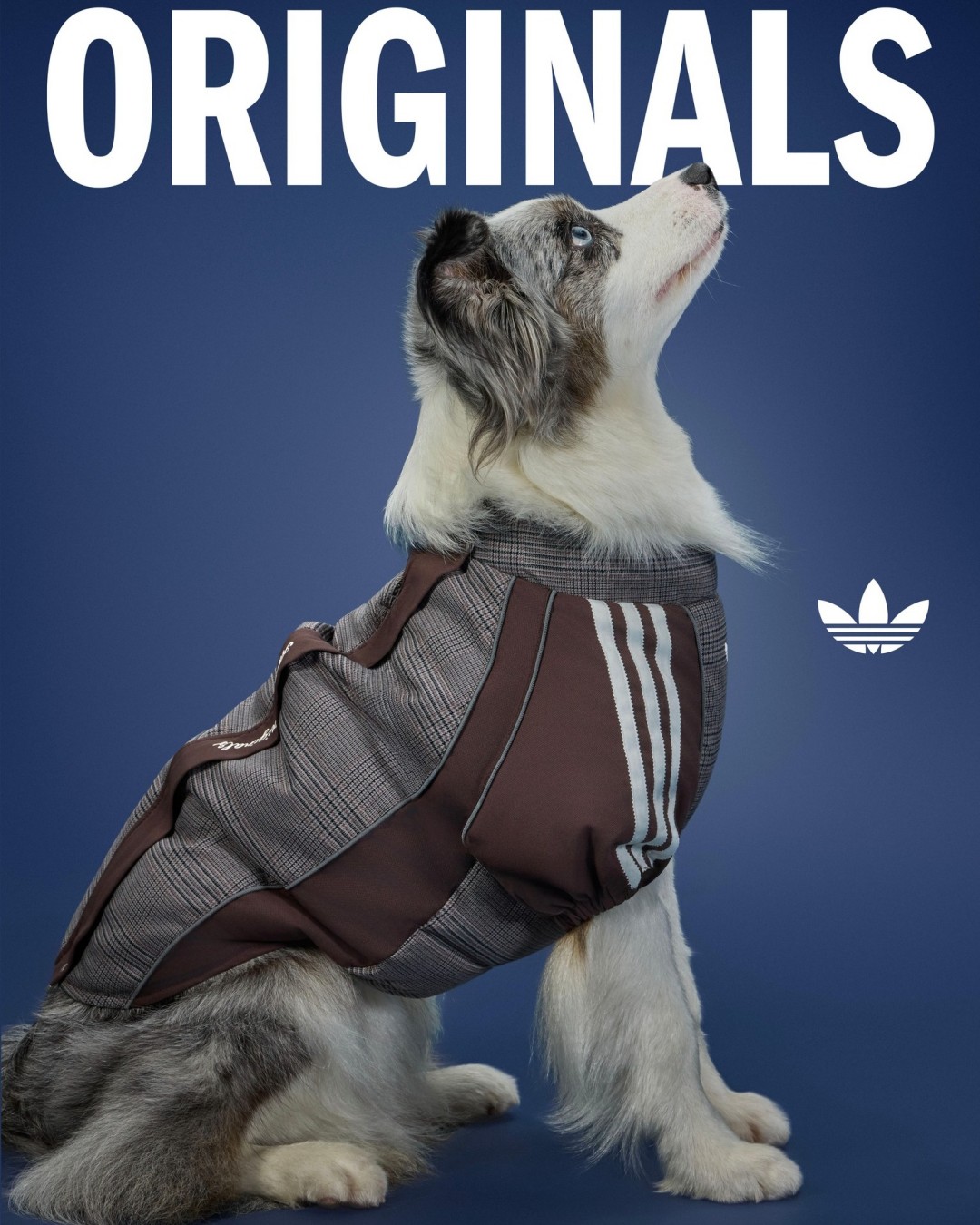 adidas Originals “Pet Collection 2026 WINTER”が海外発売 (アディダス オリジナルス “ペットコレクション 2026 冬/ウィンター”)