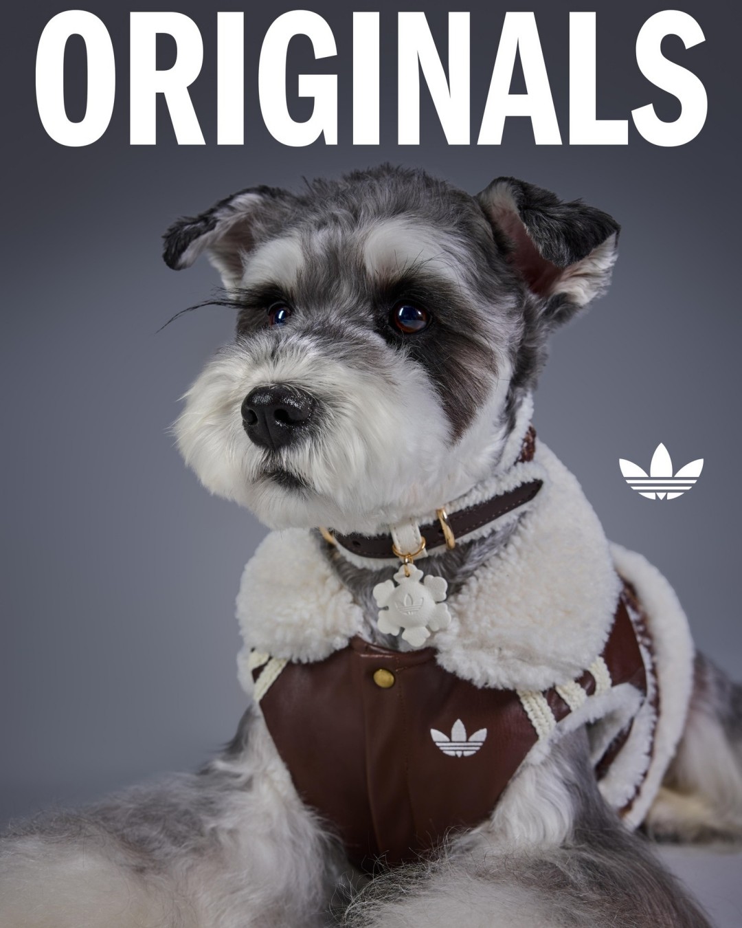 adidas Originals “Pet Collection 2026 WINTER”が海外発売 (アディダス オリジナルス “ペットコレクション 2026 冬/ウィンター”)