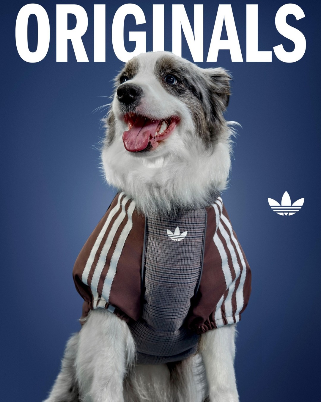 adidas Originals “Pet Collection 2026 WINTER”が海外発売 (アディダス オリジナルス “ペットコレクション 2026 冬/ウィンター”)